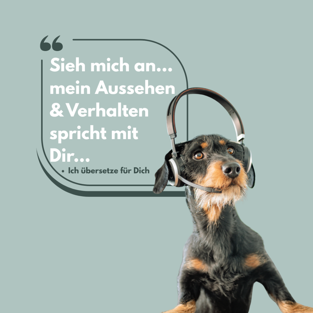 Home Hund mit Kopfhörern – Tierkommunikation und Verhalten verstehen | Team Balanced Animals